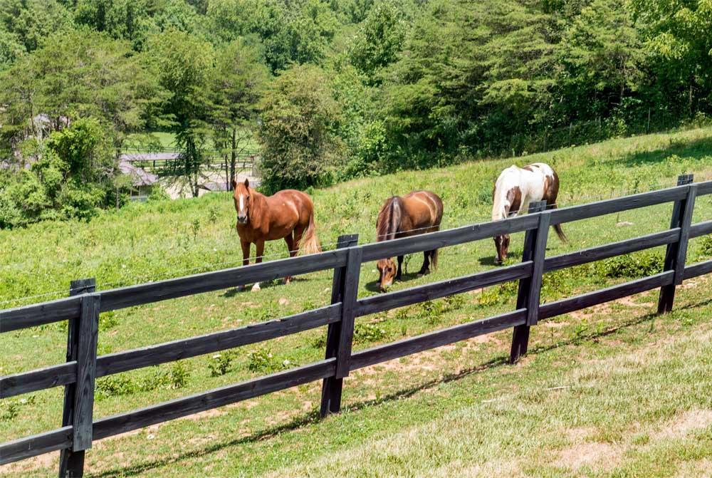 Brasstown Valley Resort & Spa Young Harris Екстериор снимка